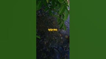 #قران_كريم #تلاوة_مؤثرة #الله #الله #الله #الله_غفور_رحيم #اكسبلور #لايك #يوتيوب