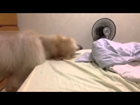 阿富汗獵犬Cooper
