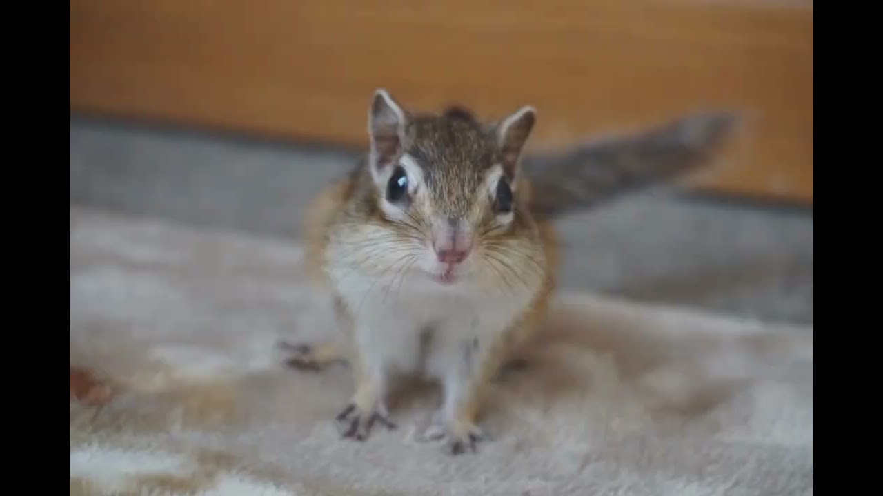 シマリス『ゆき』『陽翔』