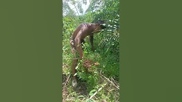 Harvesting cassava part 434 #shorts #farming #cassava #nature  #cassavaroots #cassavafarming