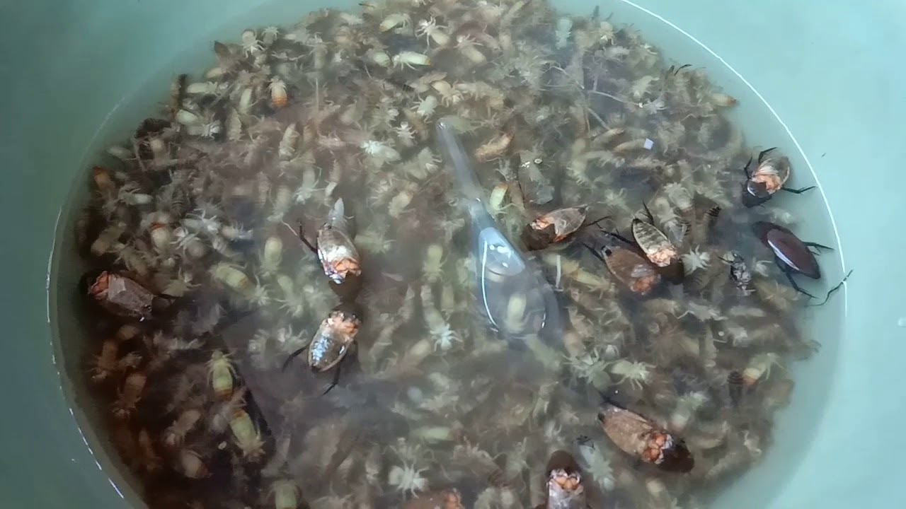 Makanan Khas Bali Super Mengerikan (Cybister, Larva Capung, Siput Sawah