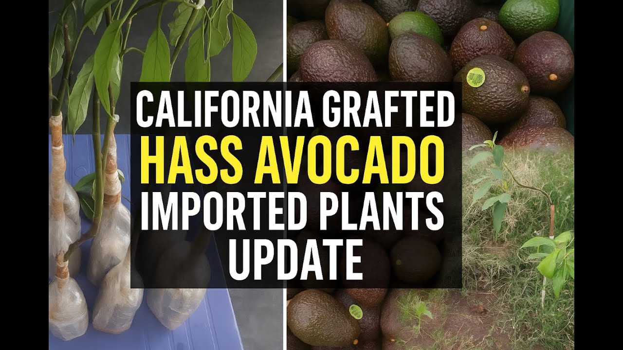 Imported California Grafted Hass Avocado Plants Update | Rare Variety Growth Review| Talagang