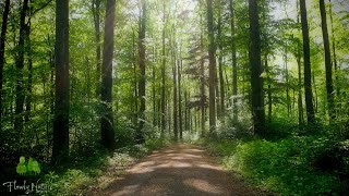 🌳 Relaxing Nature Sounds For Stress Relief, Bird Song, Forest Sounds