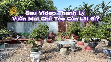 Vườn Mai Chú Tèo còn lai gì sau Video thanh lý Mai Vàng chơi Tết 2026?|Vùng Đất Rồng 