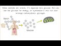 Understanding Carbohydrates