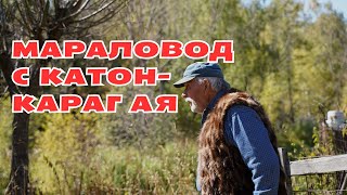 МАРАЛОВОД С КАТОН-КАРАГАЯ. МАРАЛОВОДСТВО. ПАНТОЛЕЧЕНИЕ. ПРИРОДА АЛТАЯ.