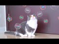 Cats React To Catnip Bubbles!