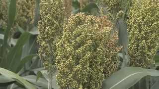 Grain sorghum helps control grassy weeds