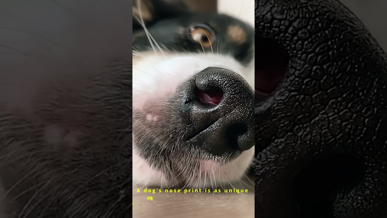 Fun Facts about dogs
