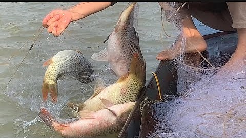 Đặt lưới ven bờ chờ đàn cá gáy ở đáysông vào bờ ￼