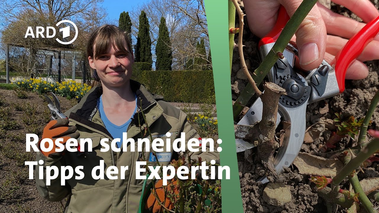 Rosen schneiden: Der richtige Rückschnitt im Frühjahr | MDR Garten