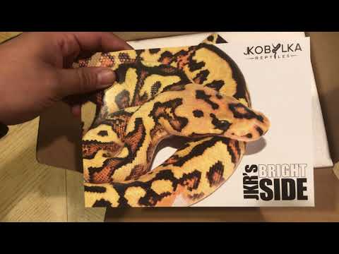 Ball Python Unboxing from Justin Kobylka Reptiles: Pastel Phantom Clown