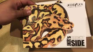 Ball Python Unboxing from Justin Kobylka Reptiles: Pastel Phantom Clown Profile