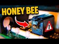 What bees are doing inside digital sensors