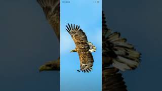 Гр- Шахнабат- 1994 - Сара