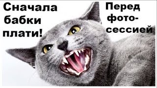 Как правильно снять Мурку? Фото котов на выставке Как правильно снять Мурку? Фото котов на выставке