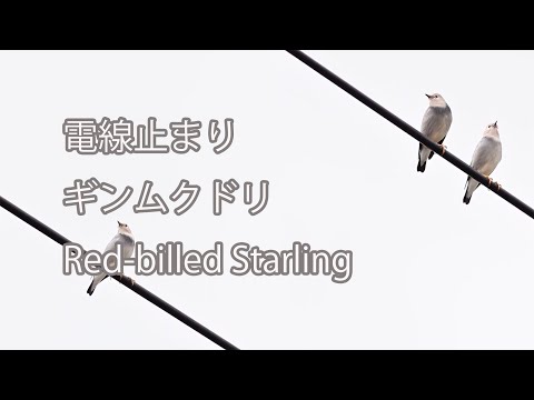 【電線止まり】ギンムクドリ Red-billed Starling