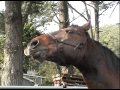 Willy making faces  horse