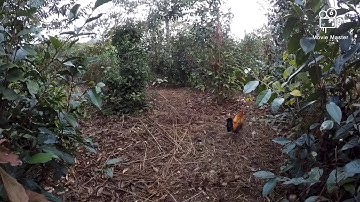 Bẫy gà rừng 18/2/2020 gà bổi sung về liền cái kết gà mái thế thân