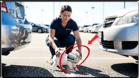 This Stray cat Hid a Secret That Changed Everything!