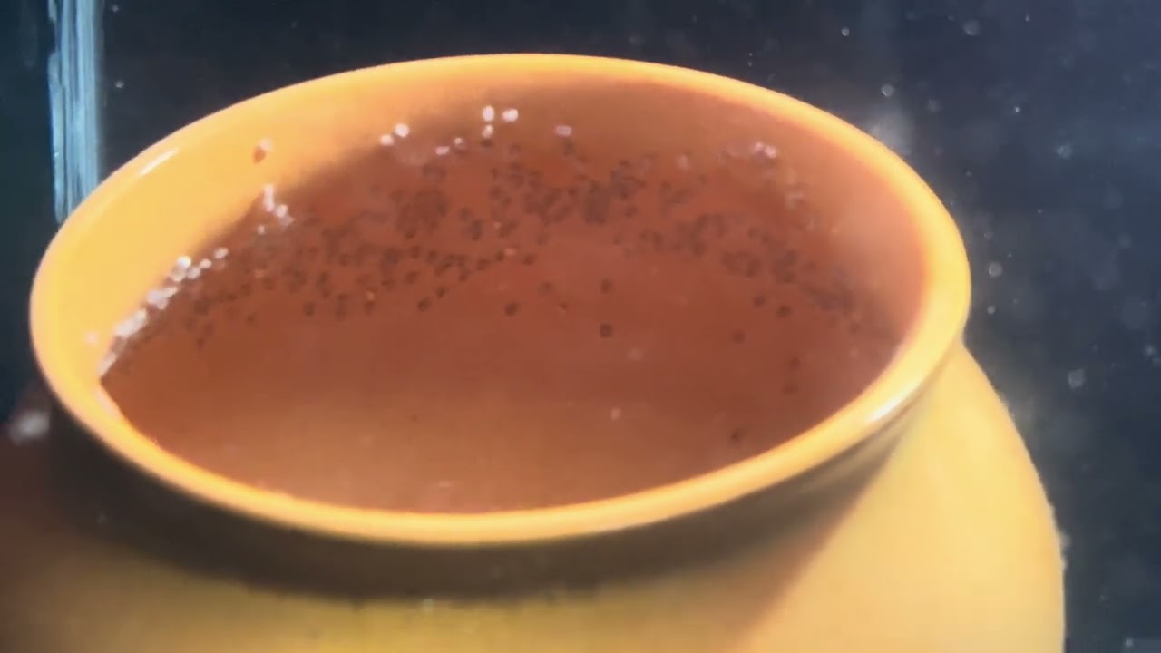 My Red Parrot Fish Laid Eggs for the First Time! 😱🐟 | Amazing Fish Breeding Moment Caught on Camera!