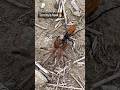 The tarantula Hawk, one of North America‘s most painful bites.