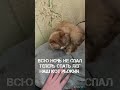 Про нашего любимого кота Рыжика 🐈 #котики #коты #кызыл #тыва