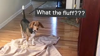 What The Fluff Challenge | The ULTIMATE COMPILATION 😱😂