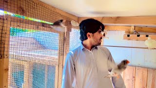 Aj Fanches Kalya Box Lagadya