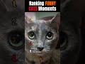 Ranking FUNNY CATS Moments. #funny #shortsfeed #cats #funnycats #catshorts #shorts