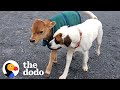 Rescued Baby Cow Starts Wrestling With A Dog Just His Size | The Dodo Little But Fierce