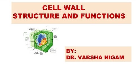 CELL WALL STRUCTURE AND FUNCTIONS ! BY DR. VARSHA NIGAM ! PROKARYOTIC AND EUKARYOTIC CELL!