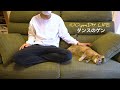 猫と暮らすソファを購入【タンスのゲン】