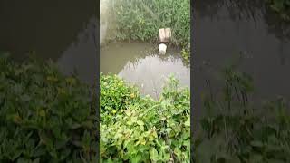 Mancing di bawah gorong gorong #shorts #short