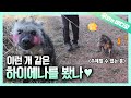 산책 하자고! 거실 바닥에 드러누은  하이..에나..?!┃A Hyena Protesting For a Walk in the Living Room