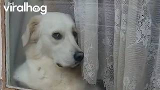 My Neighbors Dog Every Time I Leave the House || ViralHog