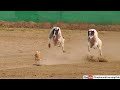 Dog race in salam  greyhound racing in pakistan  track race