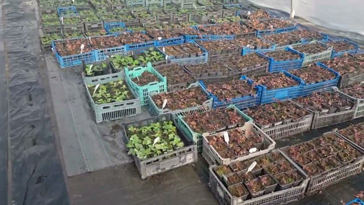 Два самых верных способа укоренения черенков голубики.