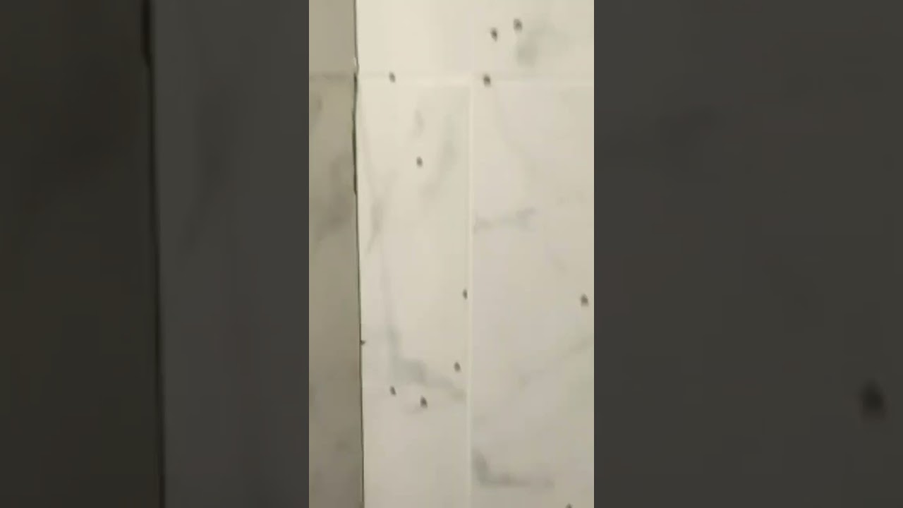 Insect ID : drainflies 