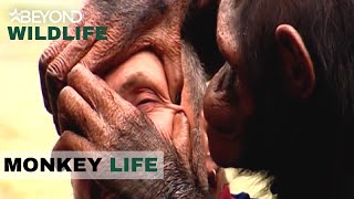 S1E01 | Chimps Get The Better Of The Animal Manager | Monkey Life | Beyond Wildlife