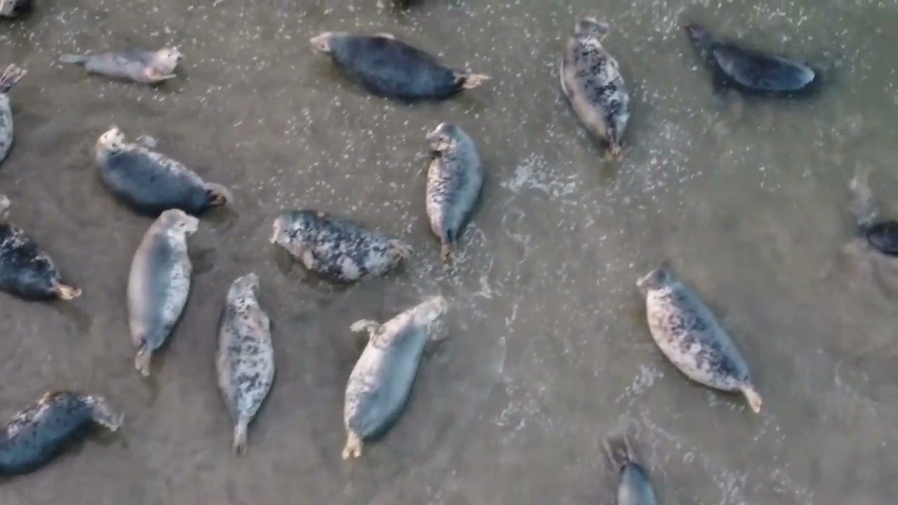 Flight over holy islands Lindisfarne Castle, st Cuthberts island and some seals