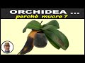 le 5 CAUSE che fanno morire l'orchidea, porque la orquídea muere, why orchid dies