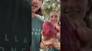 Which would you choose?- Taste Testing 2 passion fruit varieties!