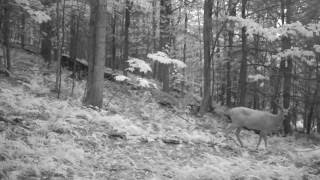 Tall Tines potential Pope and Young Whitetail on the Cuddeback E3 Black Flash