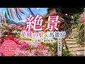 【長野】絶景✨️花桃の里と馬籠宿。今しか見れない桃源郷へドライブ 🌸 Stunning Peach Blossoms & Magome Japan