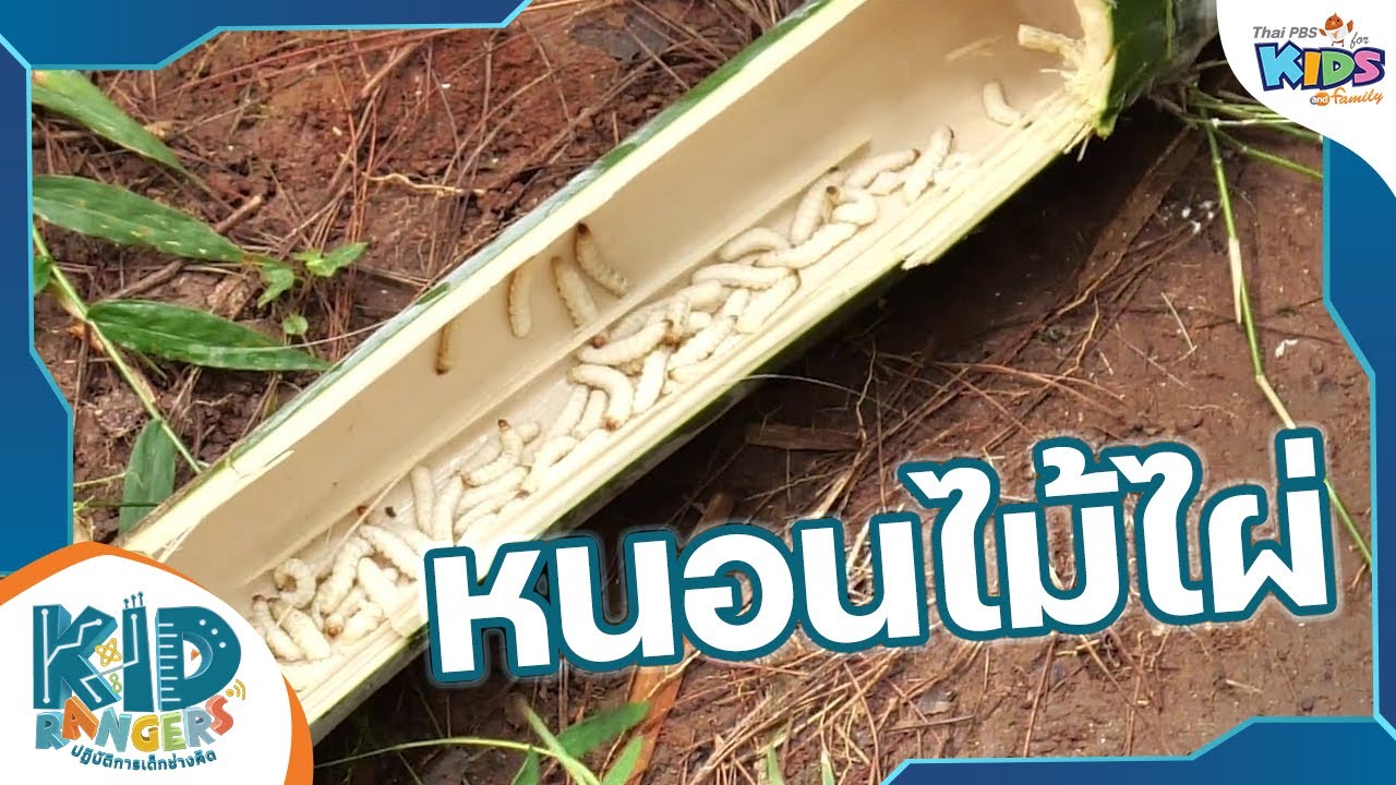 หนอนไม้ไผ่ | Kid Rangers ปฏิบัติการเด็กช่างคิด