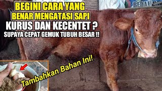 D.K : Ini cara merawat sapi kurus yang benar agar cepat gemuk dan tumbuh besar mengembang