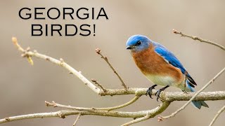 Georgia Birds