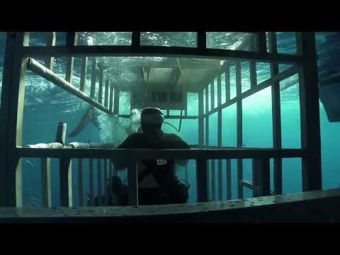 Vidéo: Y A-t-il Des Requins En Méditerranée ?