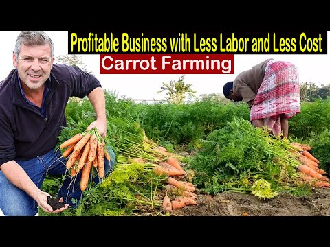 Video How to Start Business Carrot Farming - How to Grow... - youtube